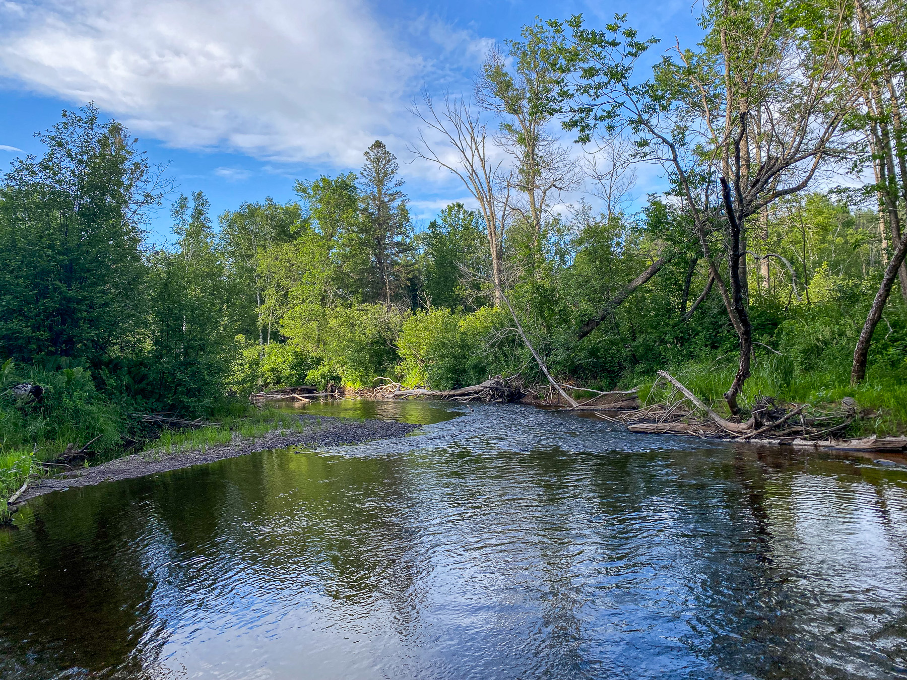 Calm stream with green vegetation along both banks, fallen logs and branches, under a blue sky with clouds.